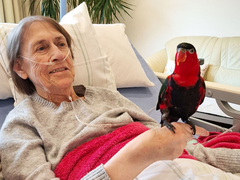 Weiblicher Hospizgast liegt im Bett und hat einen Papagei auf der Hand Weiblicher Hospizgast liegt im Bett und hat einen Papagei auf der Hand